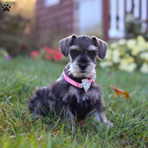 Stella, Miniature Schnauzer Puppy